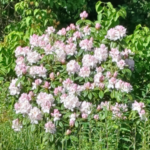Rhododendron