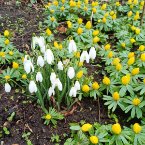 Snowdrops